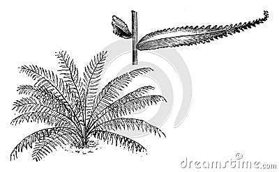 Habit and Portion of Detached Frond of Nephrolepis Davallioides vintage illustration Vector Illustration