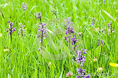 Habitat species rish grassland Stock Photo