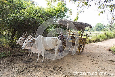 Habrana, Sri Lanka: 03/16/2019: Local Sri Lankan farmer standing alongside his ox cart, a straw covered wagon with two white Editorial Stock Photo