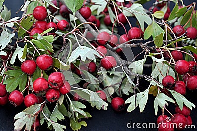 Hackberries on dark background Stock Photo