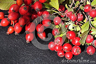 Hackberries and rosehips on dark Stock Photo