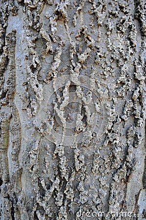 Hackberry Bark Stock Photo