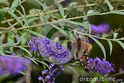 Hackberry Emperor Butterfly pollinating flower Stock Photo