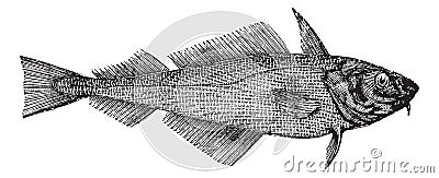 Haddock or Offshore Hake or Melanogrammus aeglefinus, vintage engraving Vector Illustration