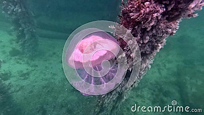 Haeckels Jellyfish at Port Hughes Stock Photo