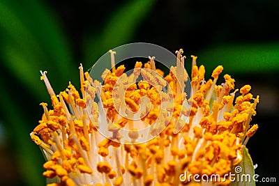 Haemanthus albiflos - flower bud with bright yellow stamens Stock Photo