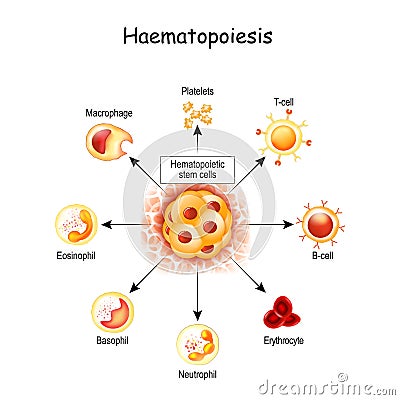 Haematopoiesis is the formation of blood cells. hemocytoblast in red bone marrow, white and red blood cells, Macrophage and Vector Illustration