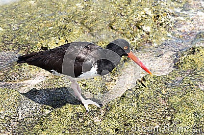 Haematopus palliatus American oystercatcher bird Stock Photo