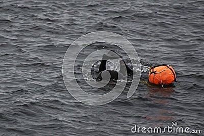 Haenyeo female divers or haenyo women diving scuba for keeping clam abalone shells in underwater in sea ocean at Iho Tewoo beach Stock Photo