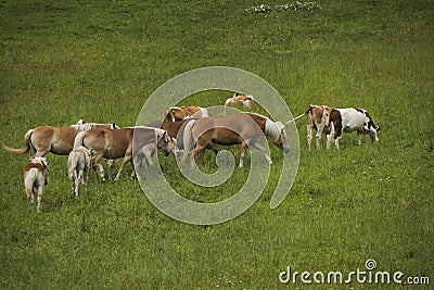 haflinger blonde horses grazing on green grass in dolomites horse grazing in a meadow in the Italian Dolomites mountain alps in Stock Photo
