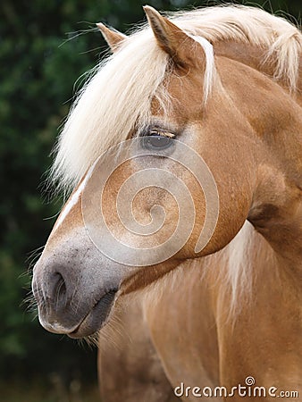 Haflinger Headshot Stock Photo