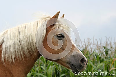 Haflinger horse Stock Photo