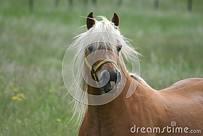Haflinger horse Stock Photo