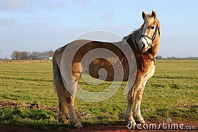 Haflinger horse standing Stock Photo