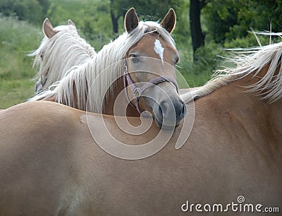 Haflinger horses III Stock Photo