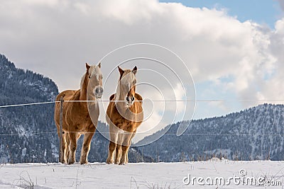 Two Haflinger horses on the winter meadow and mountain peaks on background Stock Photo