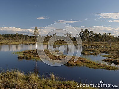 Hags in a marsh Stock Photo