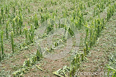 Hail damage on maize Stock Photo