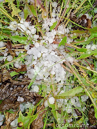Hail in the grass, green grass covered with hail Stock Photo