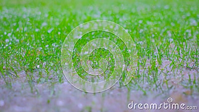 Hail on a green grass. Frozen droplets. Close up of a drop. Stock Photo