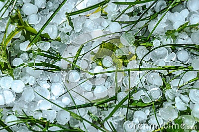 Hail damage in grass after a heavy storm Stock Photo