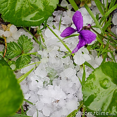 Hail stones on the ground, damaged grass Stock Photo