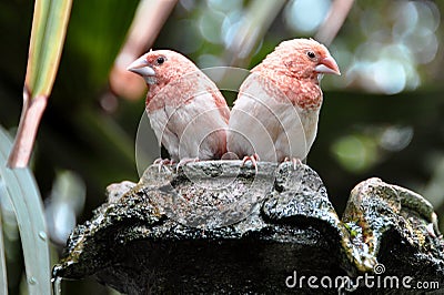 Hail to the Finches Stock Photo