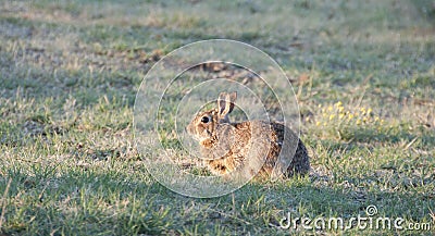 North Texas Eastern Cottontail Rabbit Sylvilagus floridanus Stock Photo