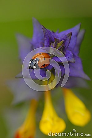 Hain-cow-wheat with ladybugs. Stock Photo