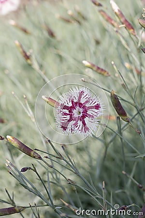 Hainburg spring carnation Dianthus lumnitzeri Tatra Fragrance, white-striped purple flowering plant Stock Photo