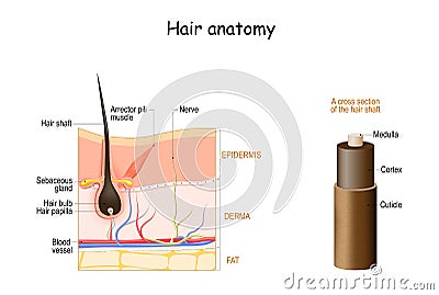 Hair anatomy. Cross section of the hair shaft. skin layers Vector Illustration