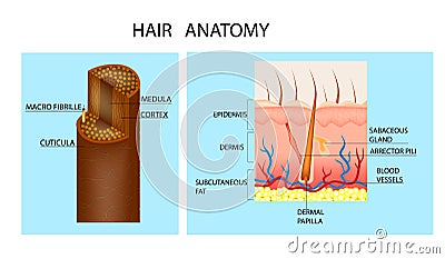 Hair anatomy and hair follicle. Vector Illustration