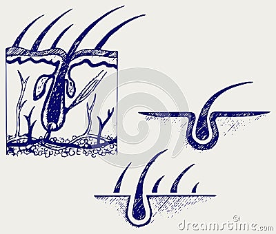 Hair anatomy and hair follicle Vector Illustration