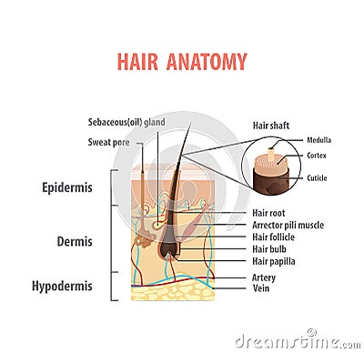 Hair anatomy illustration vector on white background. Madical co Vector Illustration