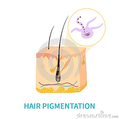 Hair colour pigmentation and melanin production diagram Vector Illustration