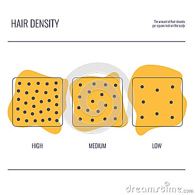 Hair density types chart of low, medium, high strand volume Vector Illustration