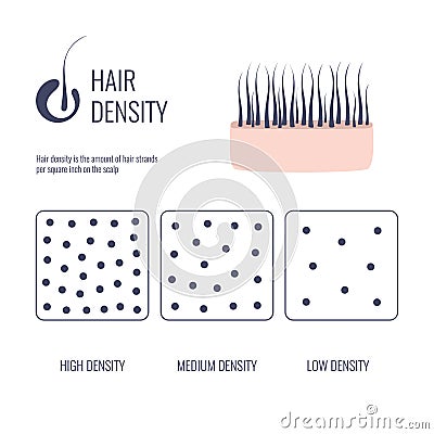 Hair density types chart of low, medium, high strand volume Cartoon Illustration