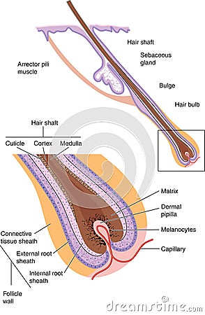 Hair follicle Vector Illustration