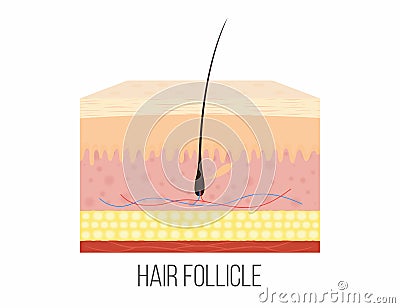 Hair follicle. Human skin layers with hair follicle inside Vector Illustration