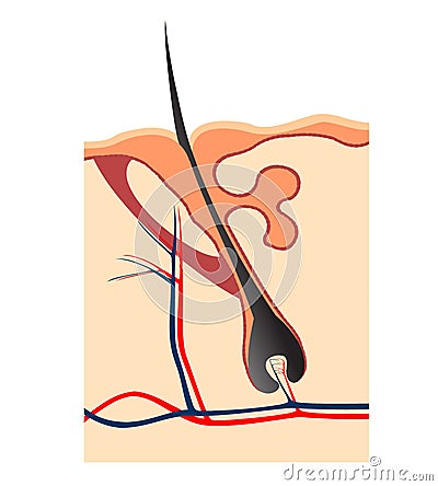 Hair follicle section vectored Vector Illustration