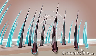 Hair follicles - regeneration concept Cartoon Illustration