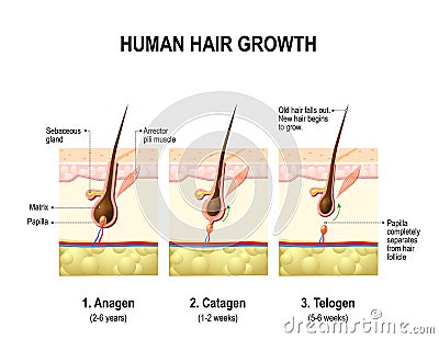 Hair growth. anagen, catagen and telogen Vector Illustration