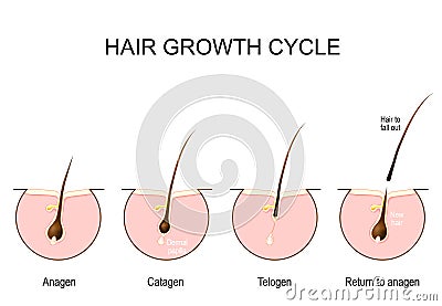 Hair growth cycle Vector Illustration