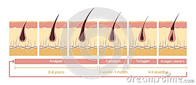 Hair growth cycle illustration. Anatomical diagram of development hair follicles from anagen telagen. Vector Illustration