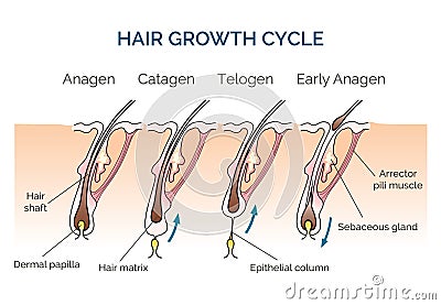 Hair growth cycle Vector Illustration