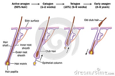 Hair growth cycle Vector Illustration