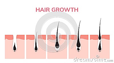 Hair growth cycle skin. Follicle anatomy anagen phase, hair growth diagram illustration Vector Illustration