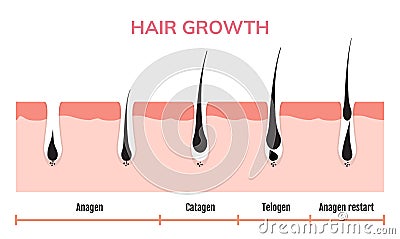 Hair growth cycle skin. Follicle anatomy anagen phase, hair growth diagram illustration Vector Illustration