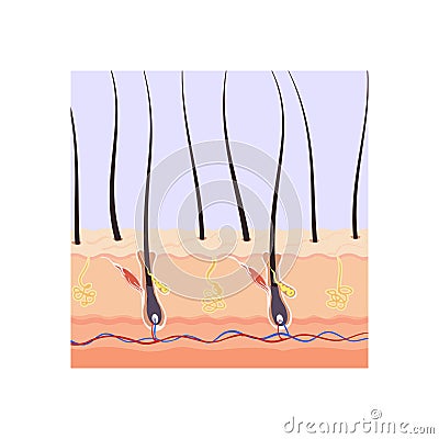 Scheme of the structure of the hair root in the skin layer color vector illustration. Vector Illustration