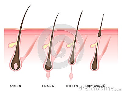 Hair growth phase, vector illustration Vector Illustration